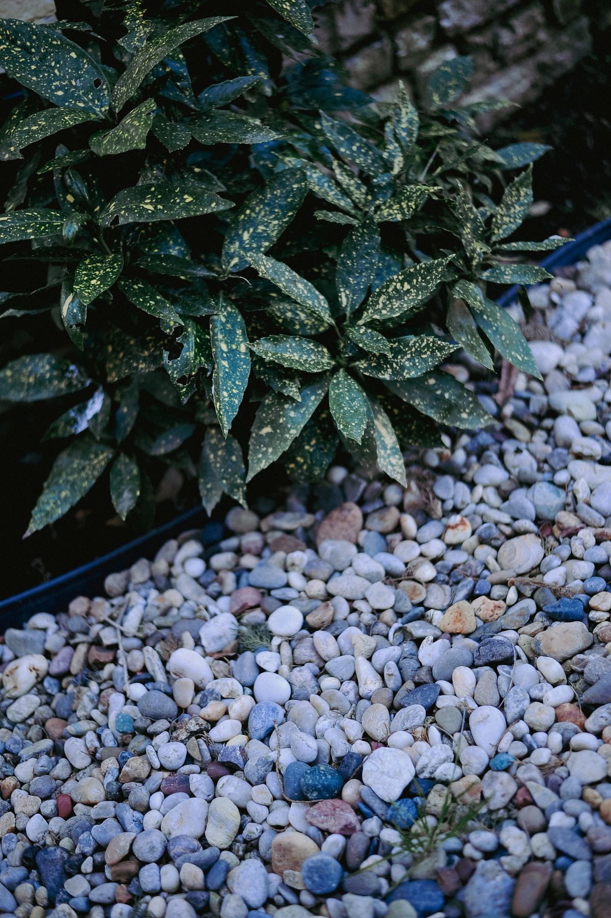 Rock garden bed with plantings